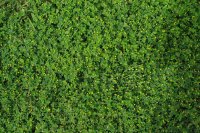 Texture of some plants with yellow flowers