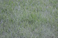 Texture of grass